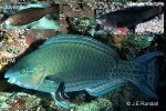 Enlarged Image of 'Scarus psittacus'